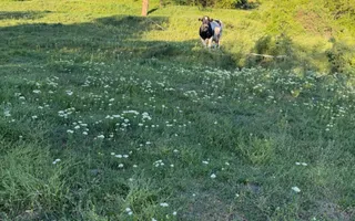 ⭐  Teren de 2.700 mp cu front generos – Ocazie în Oncea - Poză 24