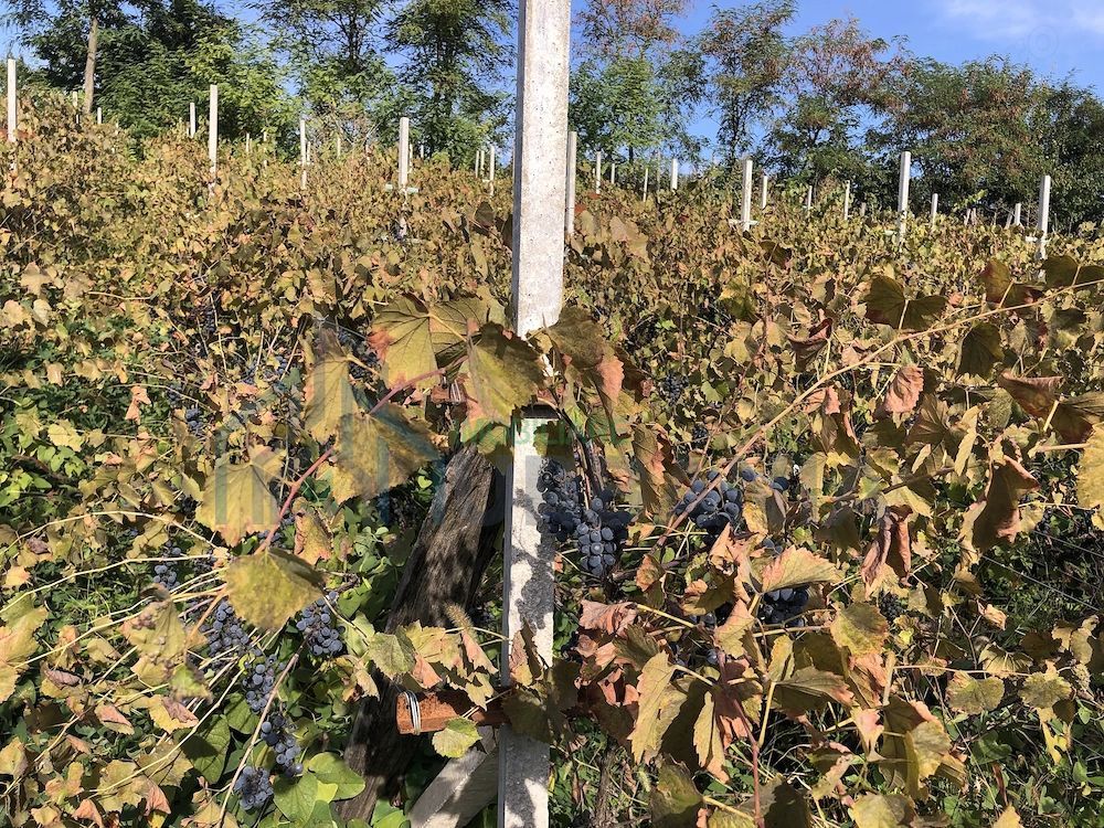Casă de vânzare în Iepureni, Movileni, Iași - 160 mp, teren 900 mp - Poză 4