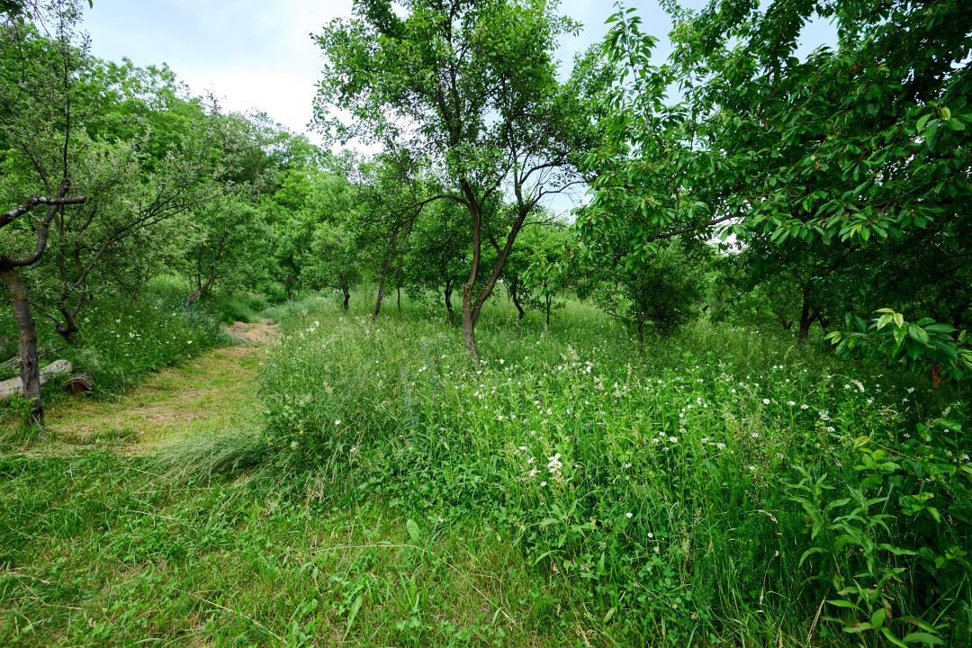 Casa cu teren generos - 4696 mp Apa Sarata - Campulung !! - Poză 12