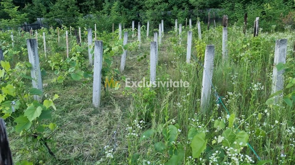 Casă P+M cu 1.558 mp teren, livadă și garaj - Poză 14