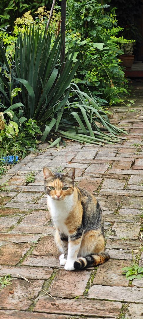 Apartament cu gradina, incalzire pardoseala. ZONA CONSULATELOR! - Poză 18