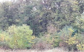 Teren Gruiu sat Lipia - Poză 1