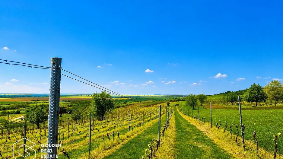 1,35 hectare vie pe rod (Cabernet si Merlot), Siria - Poză 7