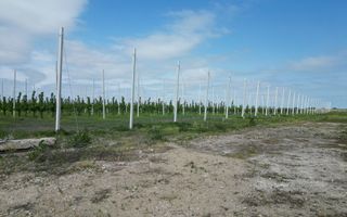 Oportunitate investiție: Livadă de Cireși și Hală - Poză 9