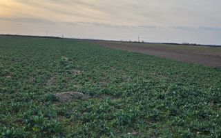 Teren 21600 mp in apropiere de Autostrada Transulvania - Poză 6