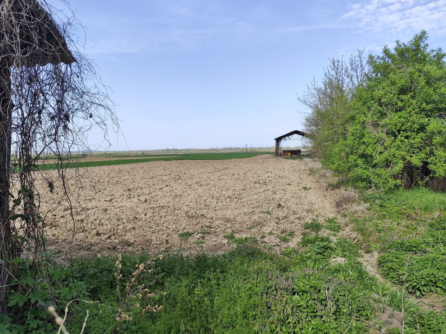 Casa la tara, gaz, acces auto, teren 4122 mp – Petid, Bihor – VANZARE - Poză 16