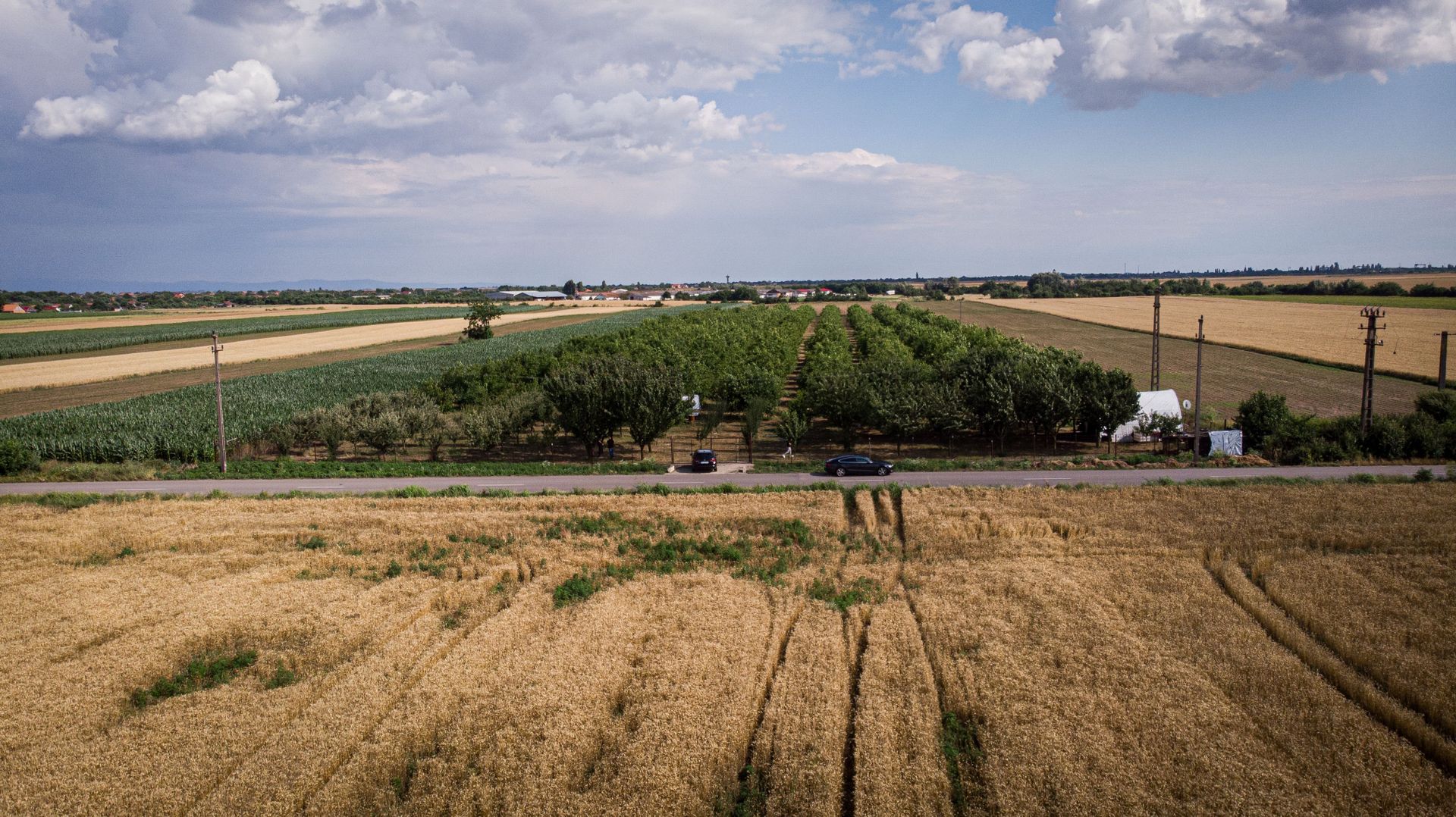 Livadă de nuci altoită și ecologică 2.5ha - Poză 10