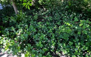 Ocazie unică! Casă de vânzare în stațiunea Covasna! - Poză 28