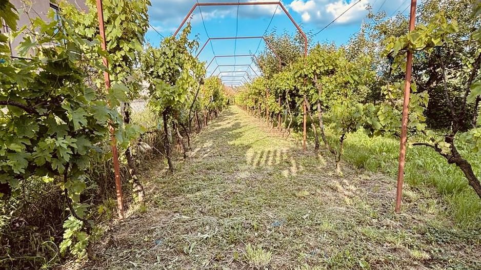 VILA CU 14 CAMERE SI 3405 MP TEREN IN SANMARTIN - Poză 7