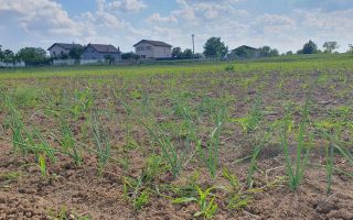 Teren intravilan 1.000 mp | Moara Vlăsiei | Strada Berzei - Poză 5