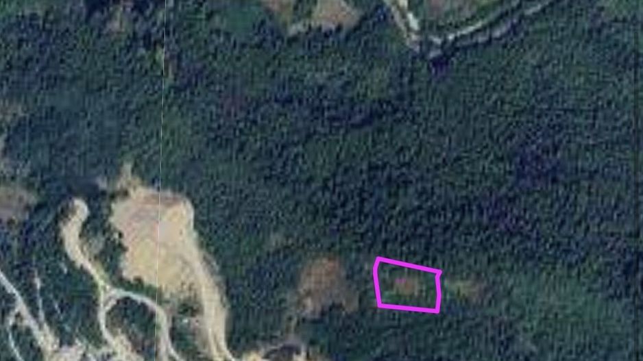 Teren pădure 64000 mp Pietroasa spre Boga - Poză 3