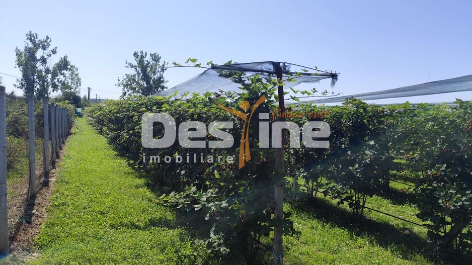 Plantatie de Muri Baicoi 10.000 mp Afacere la cheie! - Poză 1