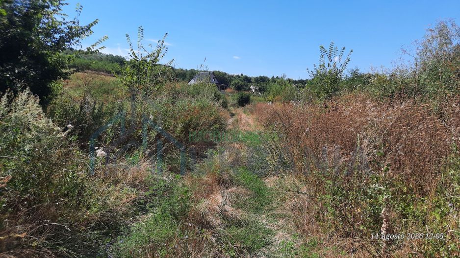 Teren 10.000 mp în Tomesti, zona Vladiceni – oportunitate de investiție - Poză 2