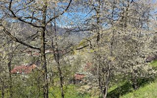 Teren 2500 mp Sohodol - Poză 14