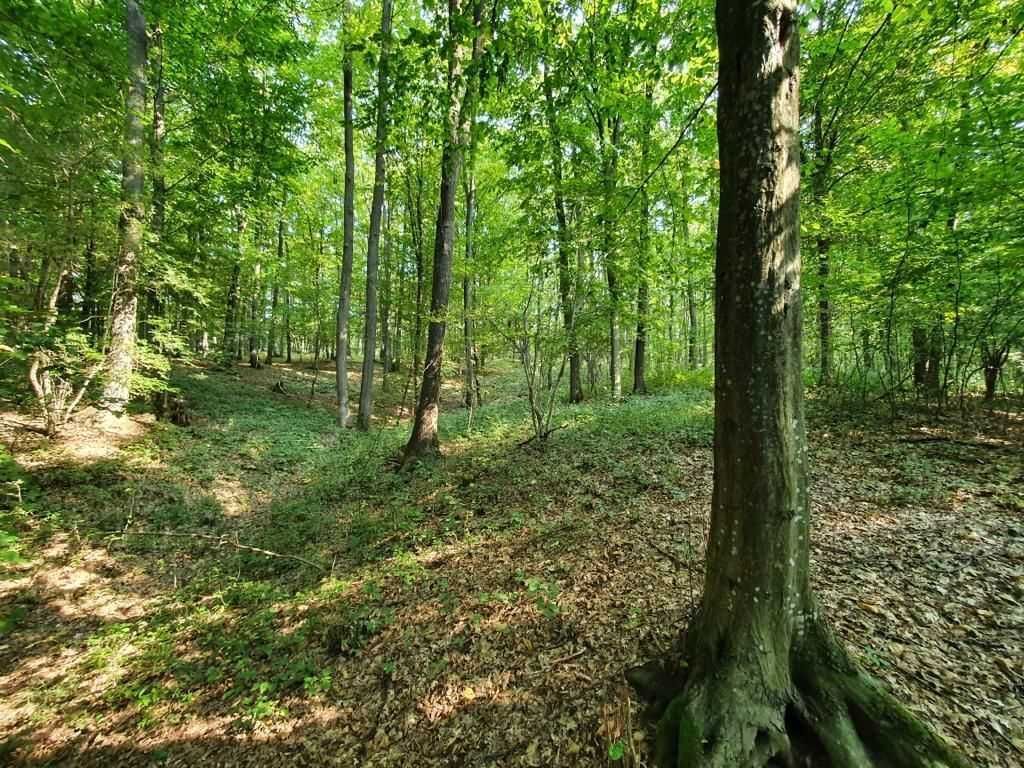 Padure stejar Prahova L328 - Poză 5