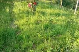 Teren intravilan 1000 mp | Cisnădioara-Sibiu| P+1+M | Utilități | - Poză 2