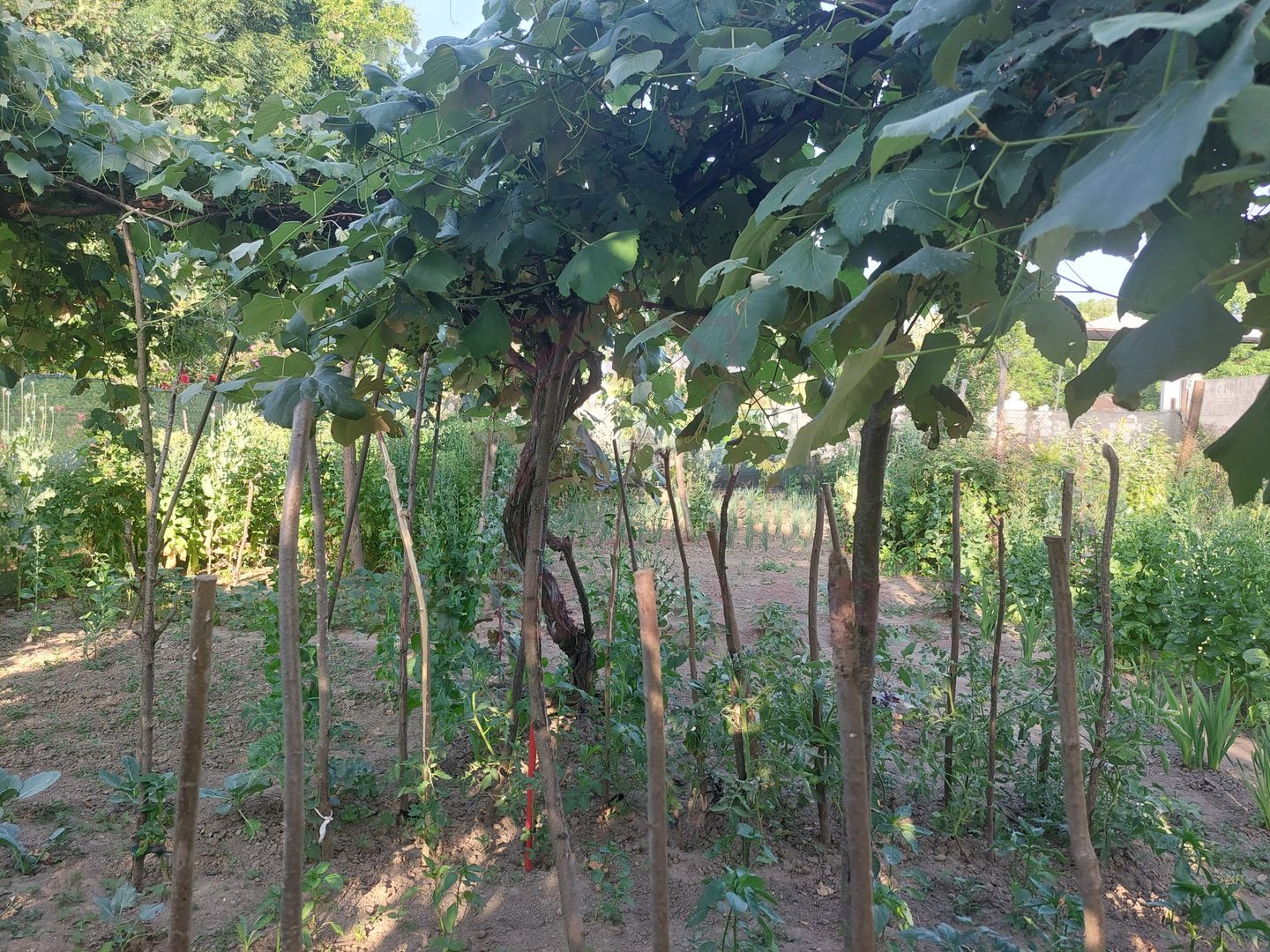 CASĂ 5 CAMERE\ OȚELU-ROȘU\ZONA CIREȘA \ COMISION 0% - Poză 20