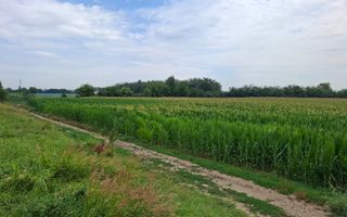 Teren de vanzare Serbanesti/Holt - Poză 2