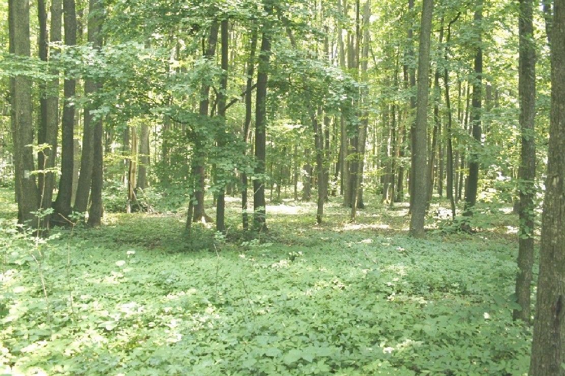Ocazie ! PIPERA - padurea Baneasa, 7 Ha. in apropiere de Rez. Oxford - Poză 5