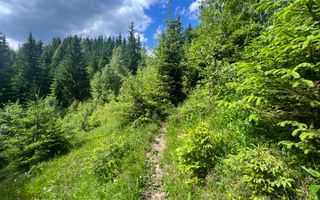 Teren Intravilan | Brodina de Jos | 16900 MP - Poză 10