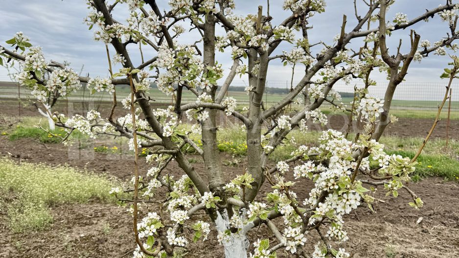 Livada+gradina, teren intravilan 2902mp, Damienesti-Bacau, comision 0 - Poză 5