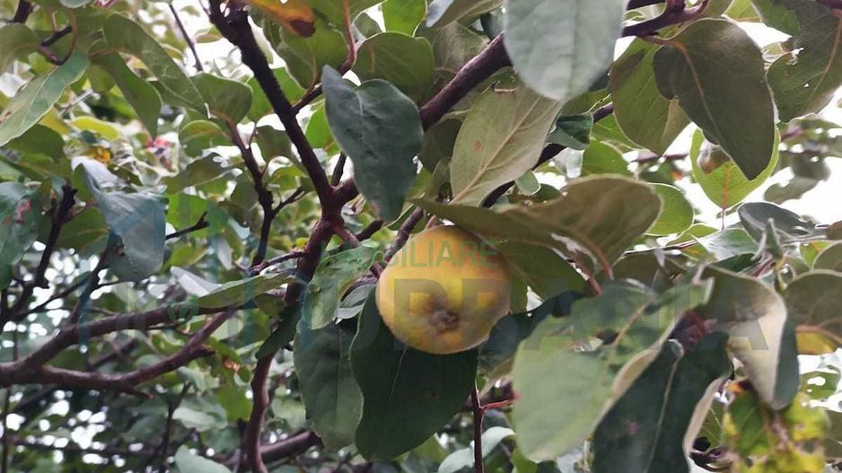 Teren 3,3 ha pentru viață la natură – livadă, liniște, Strunga Iași - Poză 6