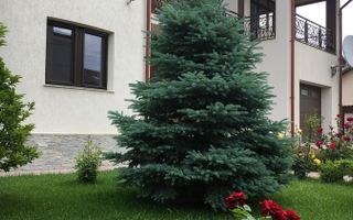 Bragadiru, vila individuala , 8 camere, piscina exterioara - Poză 5