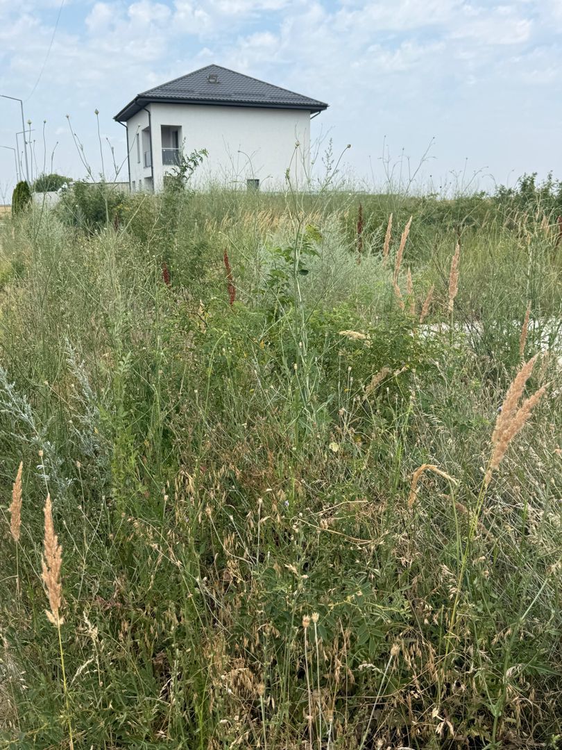 TEREN VIDRA BERCENI 307 MP - Poză 1