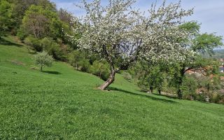 Langa emblematicul Castelul Bran, in areal colinar, 5.700mp intravilan - Poză 14