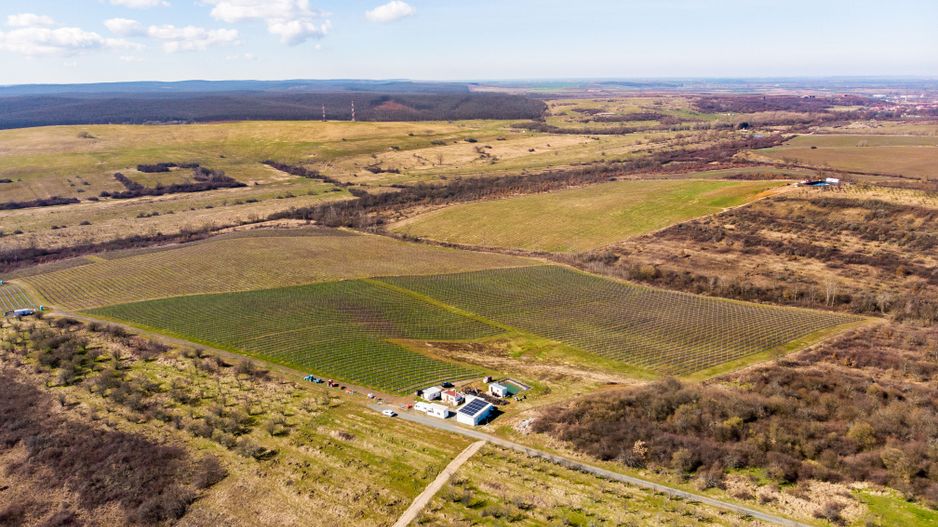 Plantație Bio de mure și zmeură  26,4 ha în Lipova - Poză 3