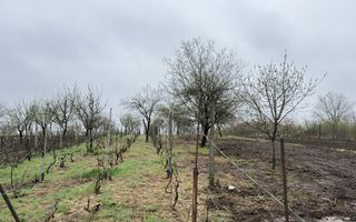 De vânzare 2 Case de vinificație cu Teren 4108 mp - Grădina Viilor - Carei - Poză 9