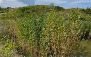 De vanzare teren in comuna schitu duca cu iaz de peste si salcami - Poză 4