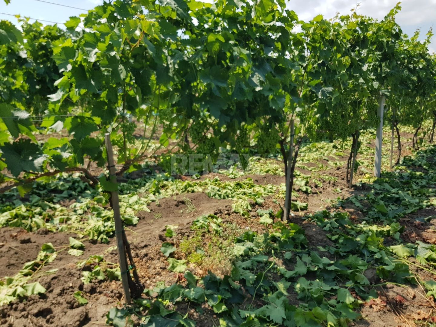 Plantație de viță-de-vie 5,7 ha  investiție cu recuperare rapidă - Poză 8
