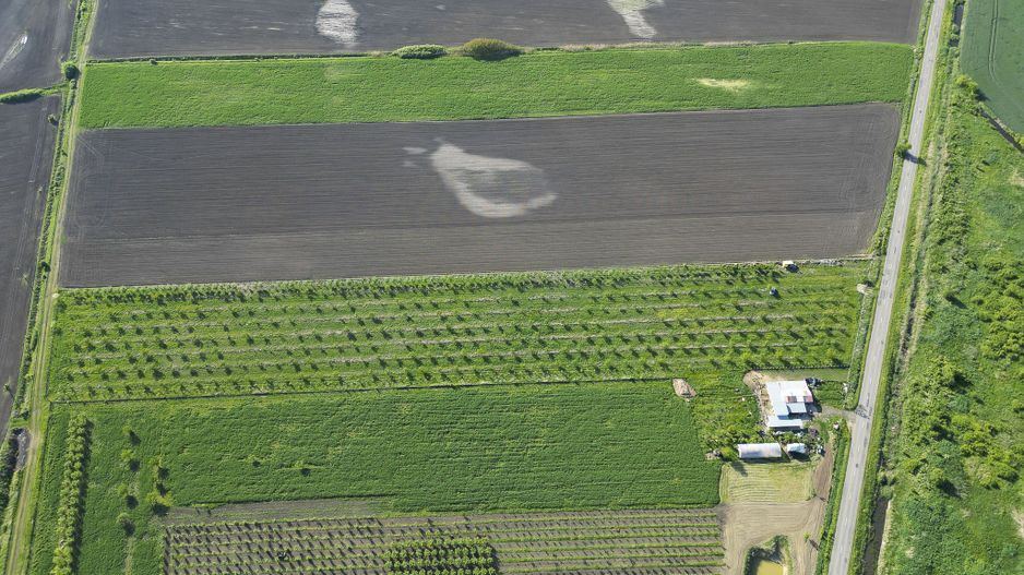 Livadă de nuci și pruni 2.4ha în Variașu Mare - Poză 23