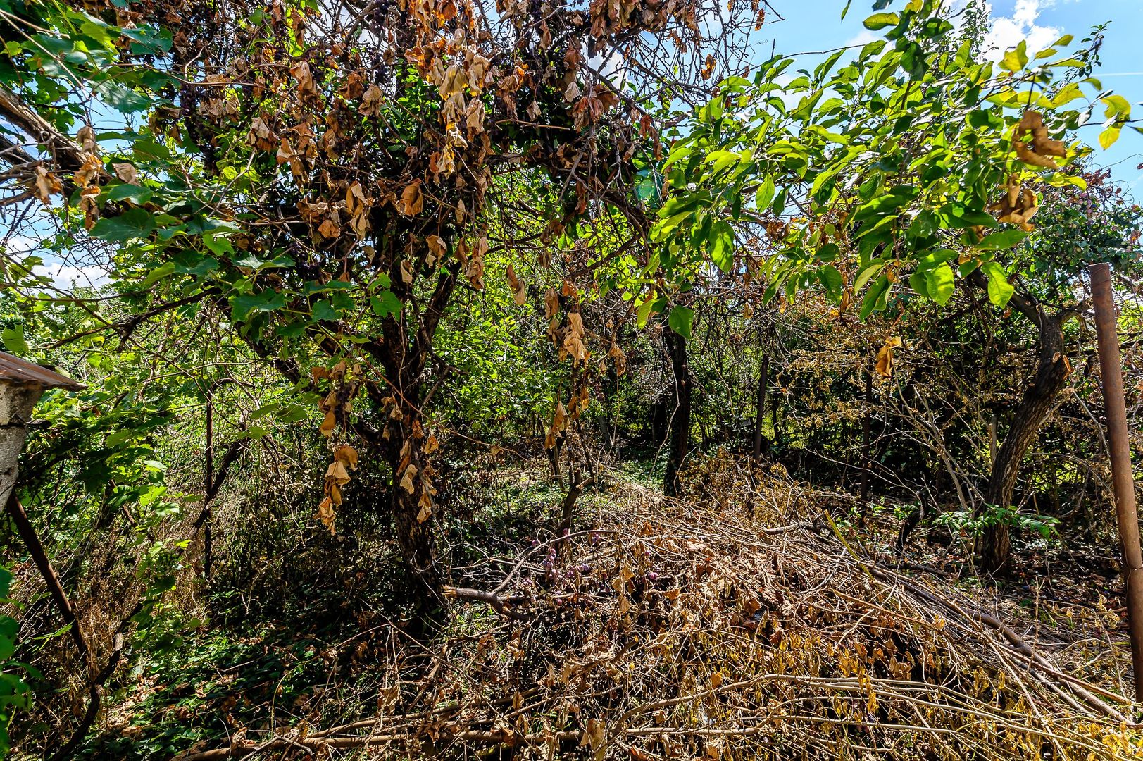 REPOZIȚIONARE PREȚ! Casă pe strada Dorobanți, Pârneava. - Poză 12