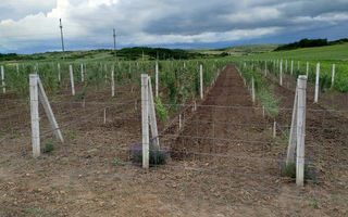 Teren intravilan cu PLANTATIE DE GOJII de vanzare in Racari - Poză 19