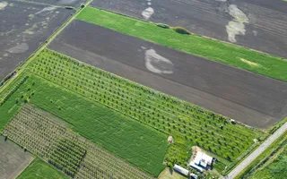 Livadă de nuci și pruni 2.4ha în Variașul Mare - Poză 14