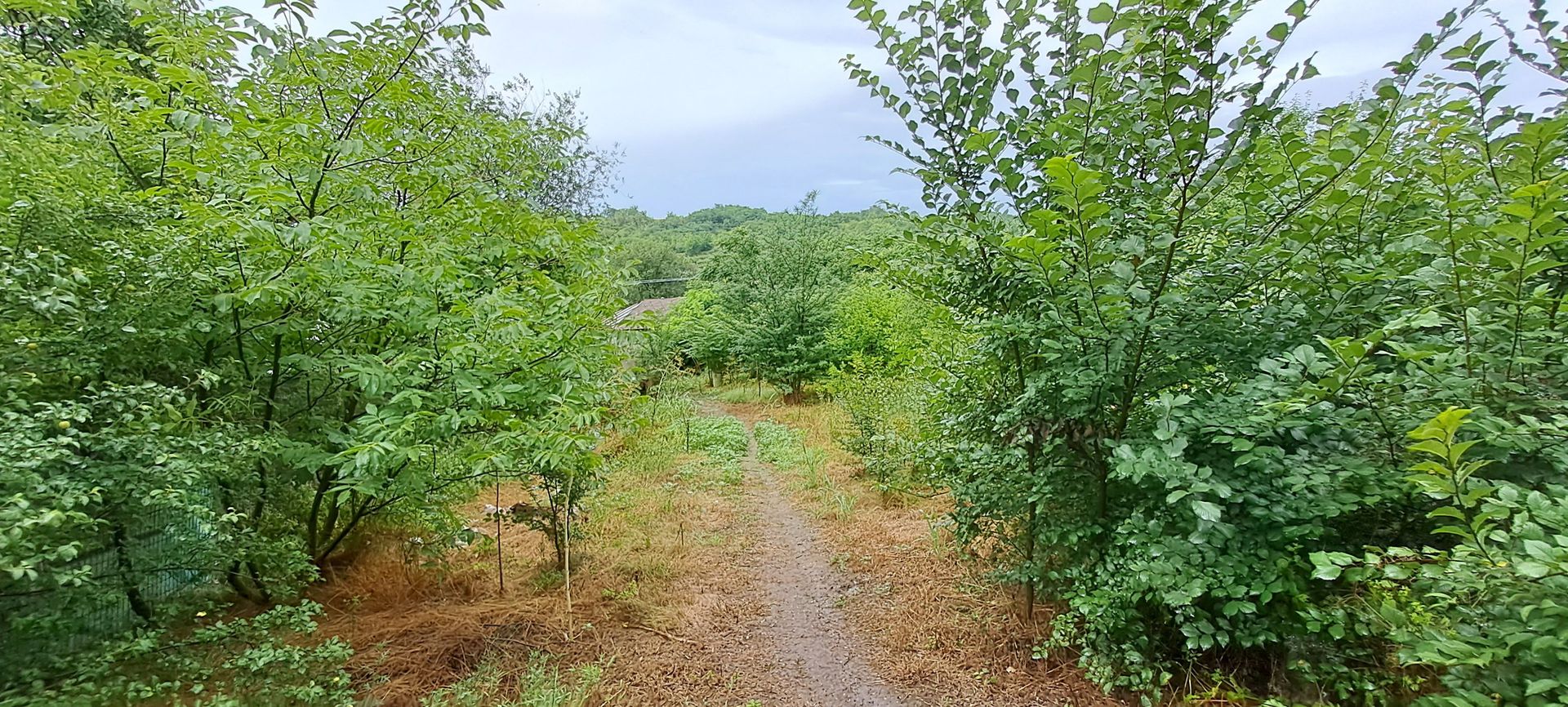 Giurgiu, comuna DAIA, teren 1300 m, deschidere 21, imobil pe teren - Poză 2