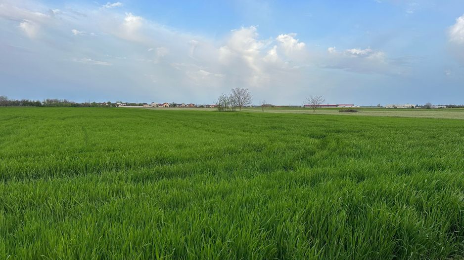 Teren intravilan cu destinatie rezidentiala 7.458 mp Balotesti - Poză 7