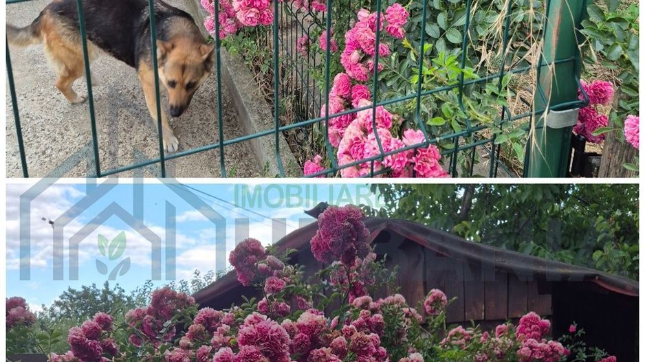 Casă la parter în Horpaz – 65 mp utili, terasă suspendată 27 mp și teren 500 mp - Poză 6