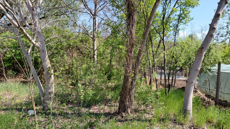 Teren intravilan 3.250 mp în Filești – Ideal pentru casă sau investiție! - Poză 16