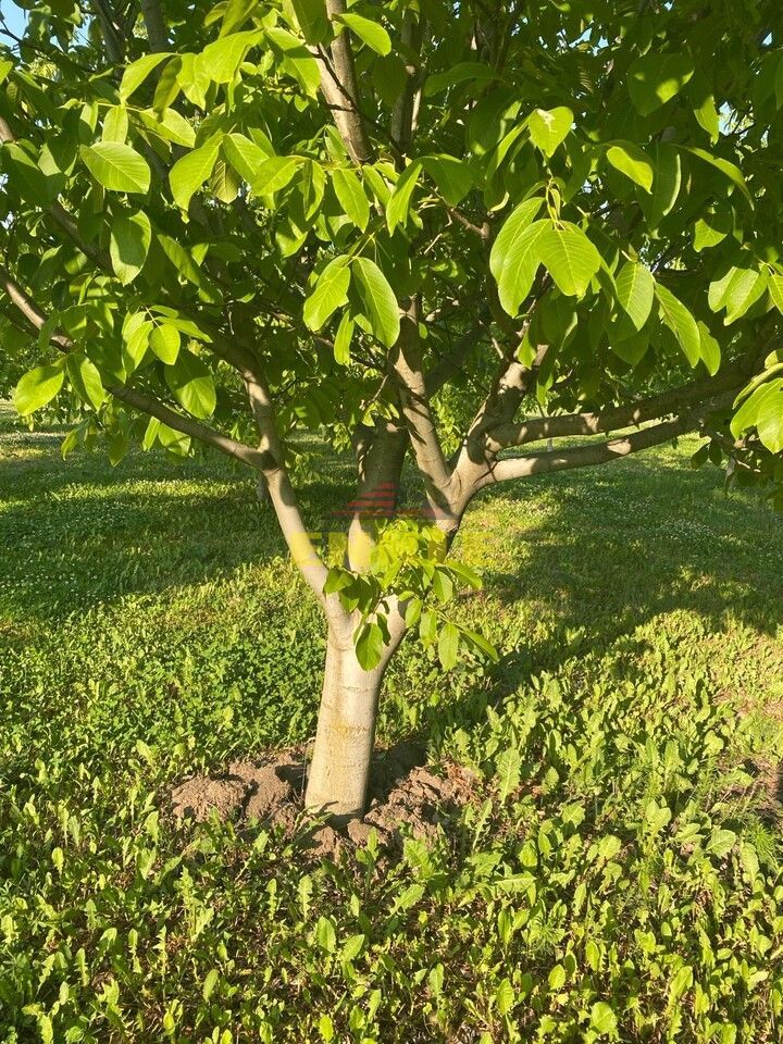 De vânzare livada cu nuci - Poză 4