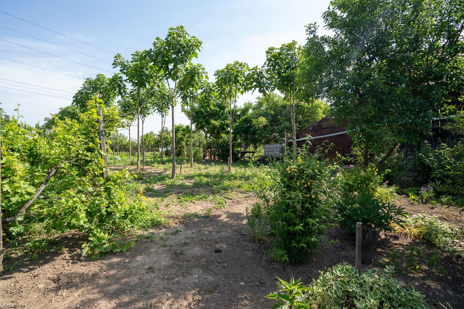 CASA DE VANZARE EPISCOPIA 1450 MP TEREN - Poză 10