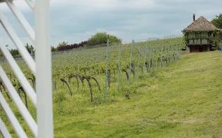 Pivnițele Birăuaș D.O.C Miniș - RATE FĂRĂ DOBÂNDĂ - Poză 42