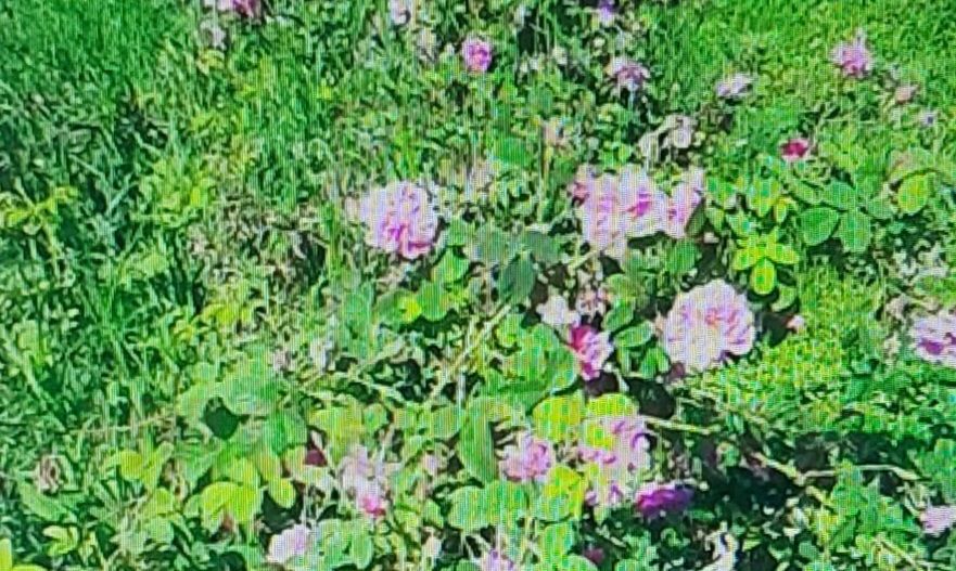 TEREN CU PLANTAȚIE DE TRANDAFIRI ,,ROSA DAMASCENA,\ \CARANSEBEȘ\JUD.CS - Poză 8