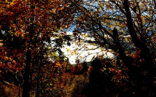 Teren intravilan de vanzare - Colibita - Poză 6