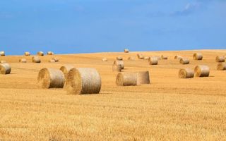 1.835 ha Fermă operațională și teren agricol (Vestul României) - Poză 2