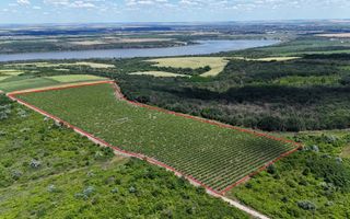 Plantație de viță-de-vie 5,7 ha  investiție cu recuperare rapidă - Poză 1
