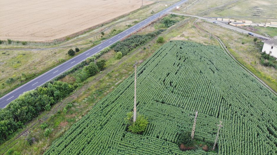 Vand Teren Extravilan Becicherecu Mic(zona industriala) 18.000mp,Utilitati - Poză 3