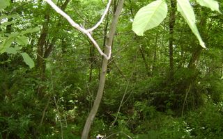 Teren de vanzare Cornu 3074 mp - Poză 8